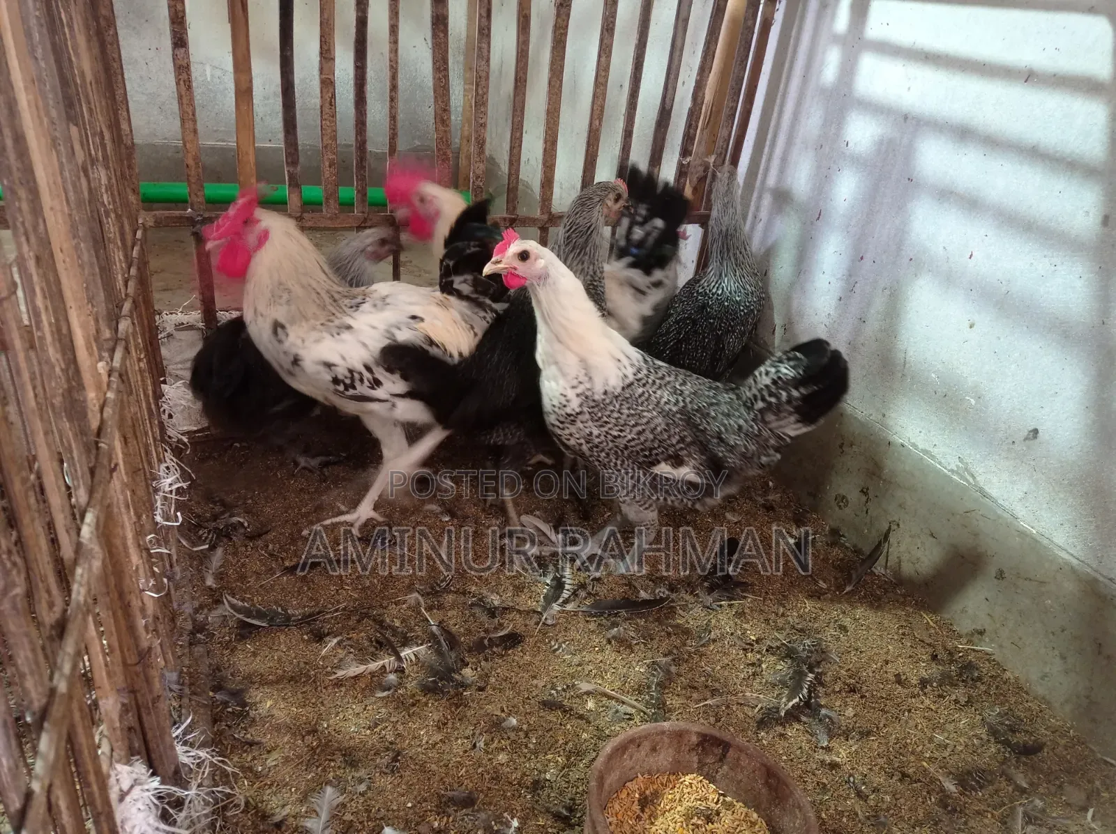 Fayoumi and Sonali crossbreed chickens, Kadaknath, Pheasant