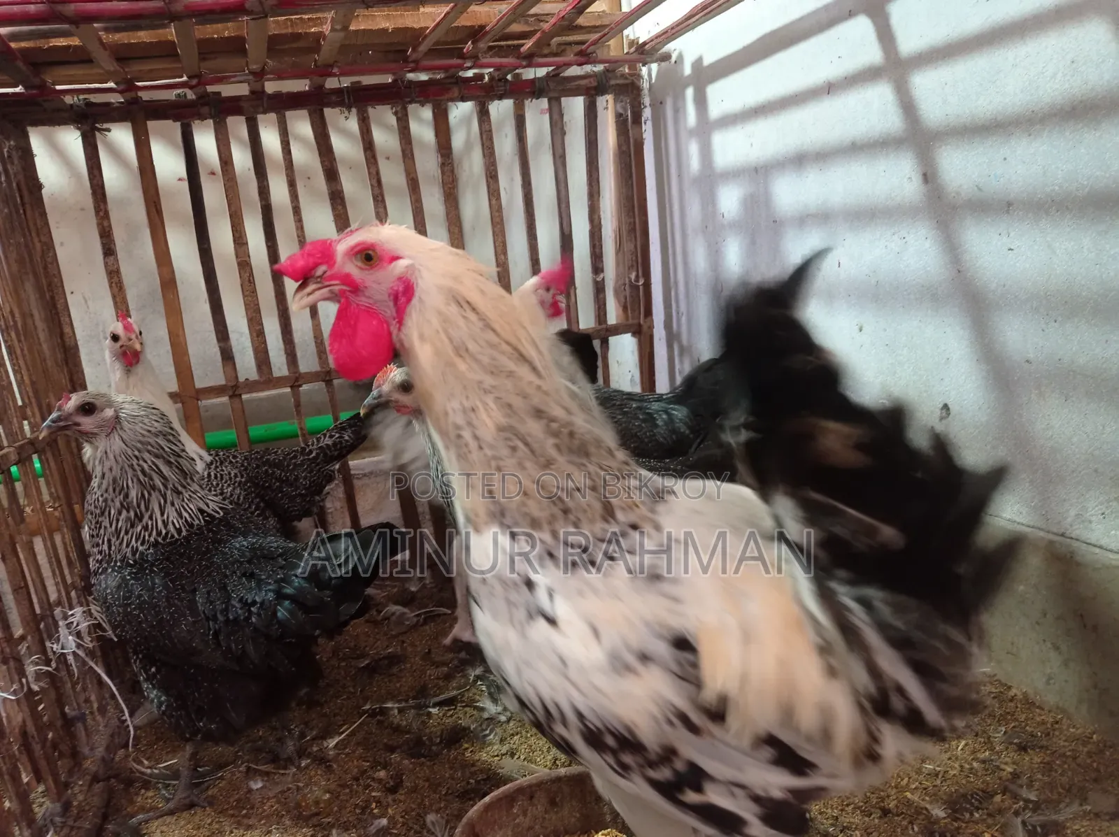 Fayoumi and Sonali crossbreed chickens, Kadaknath, Pheasant