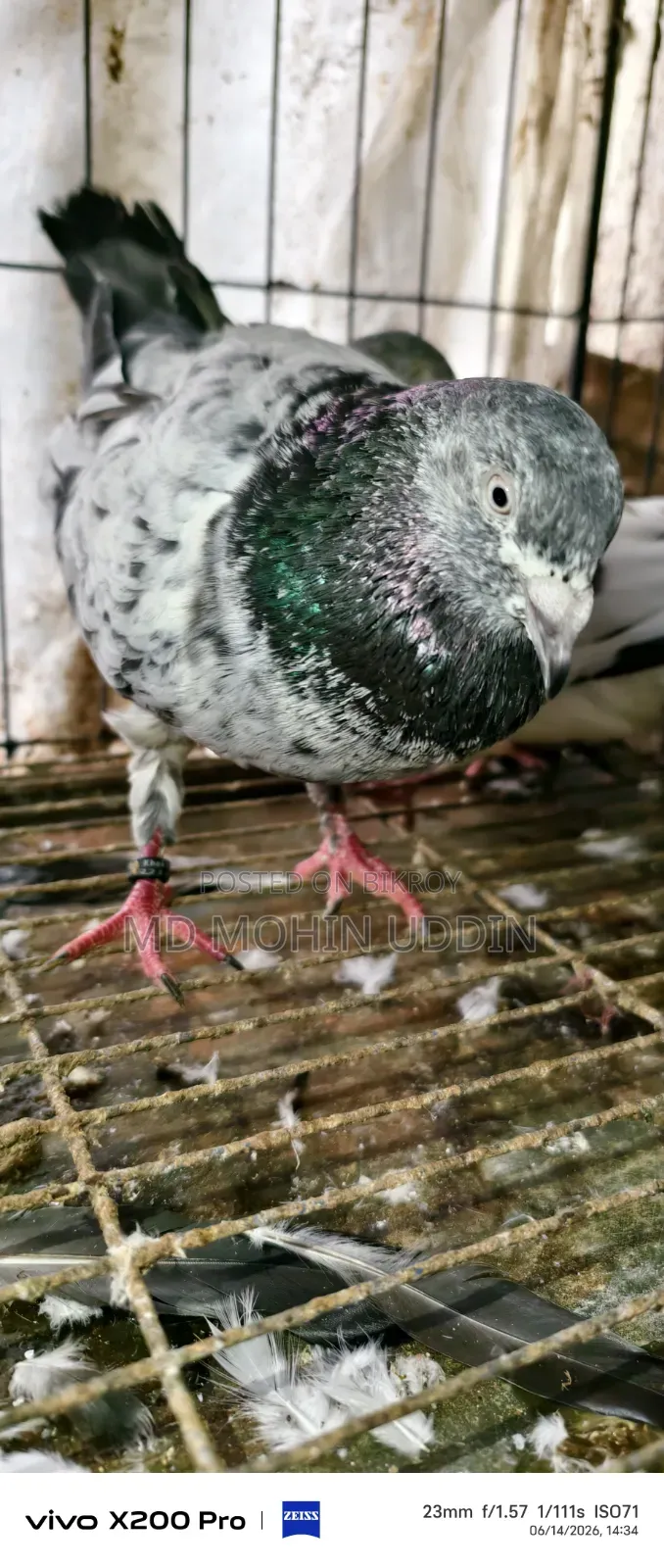 1 Pair of Hammer Pigeons