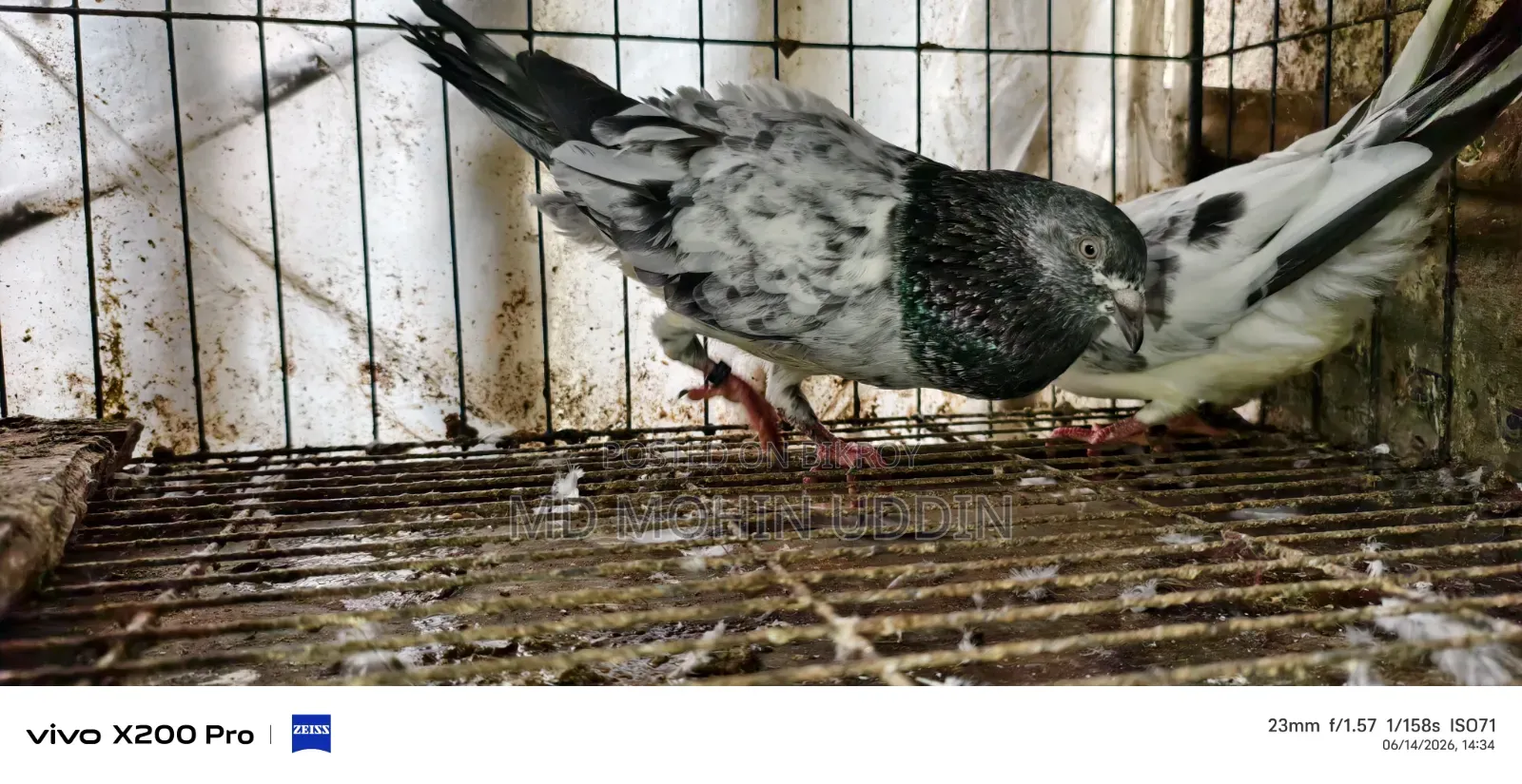 1 Pair of Hammer Pigeons