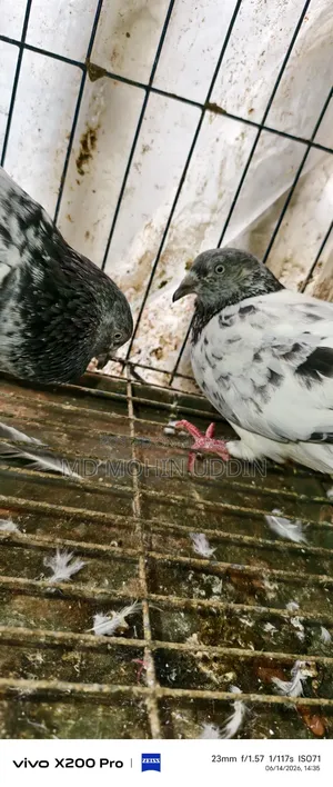 1 Pair of Hammer Pigeons