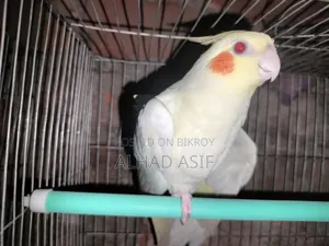 কোকাটেল পাখি এক পিস