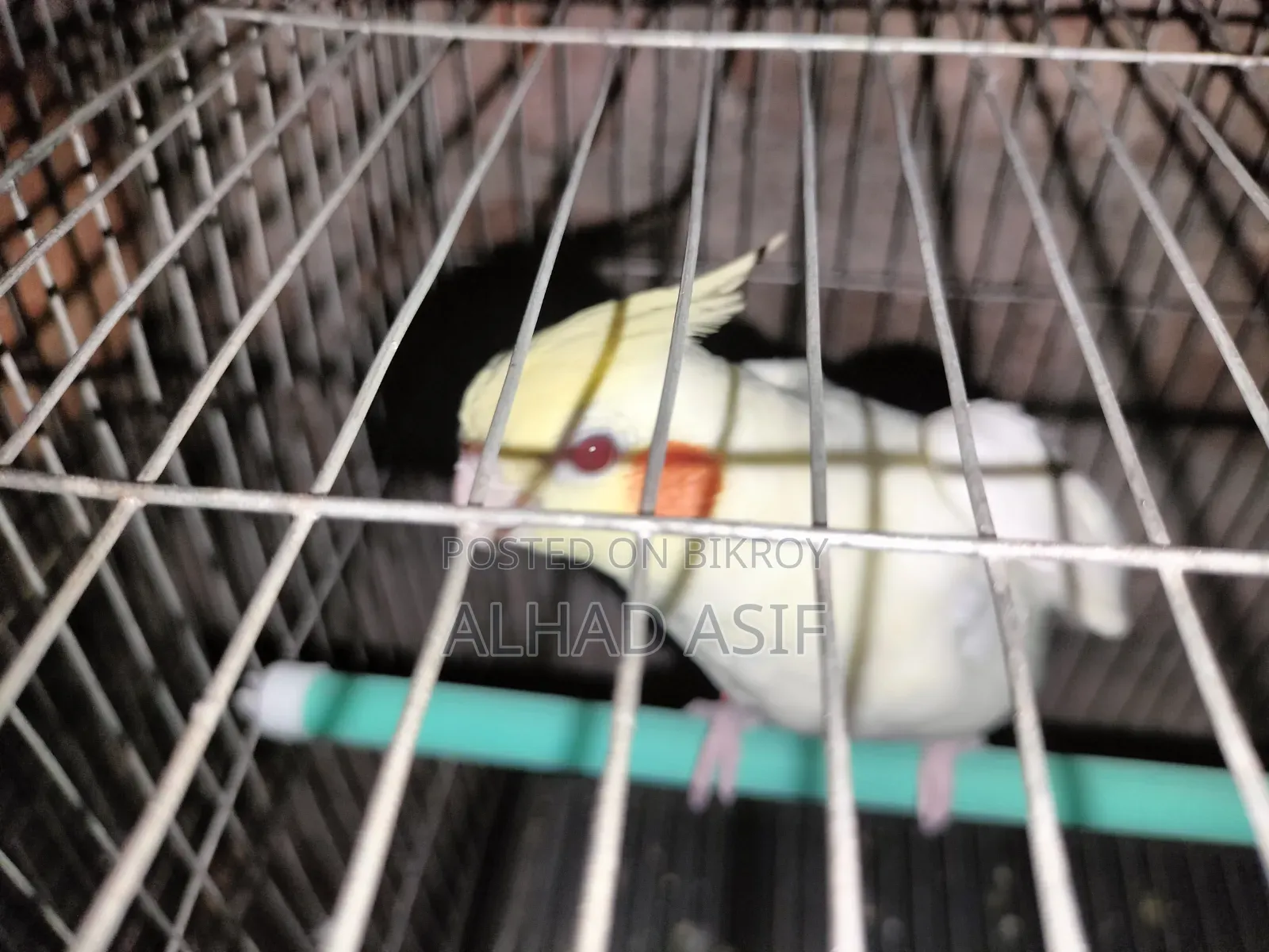 কোকাটেল পাখি এক পিস