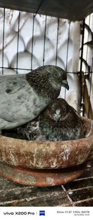 Red Patti Pigeon