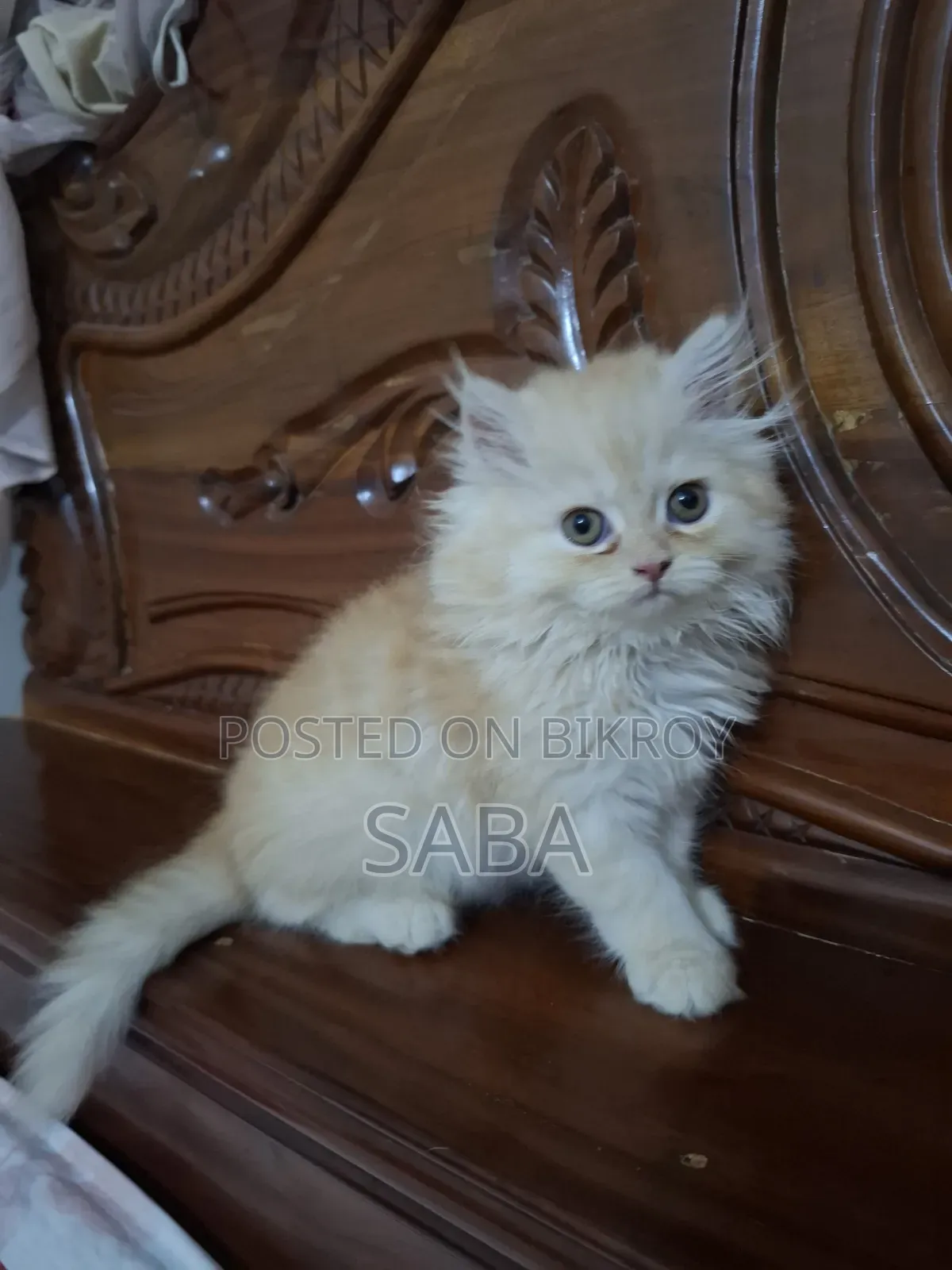 1-3 months Female Purebred Persian