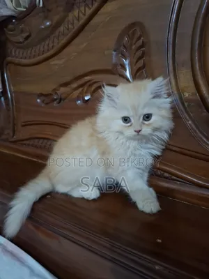 1-3 months Female Purebred Persian