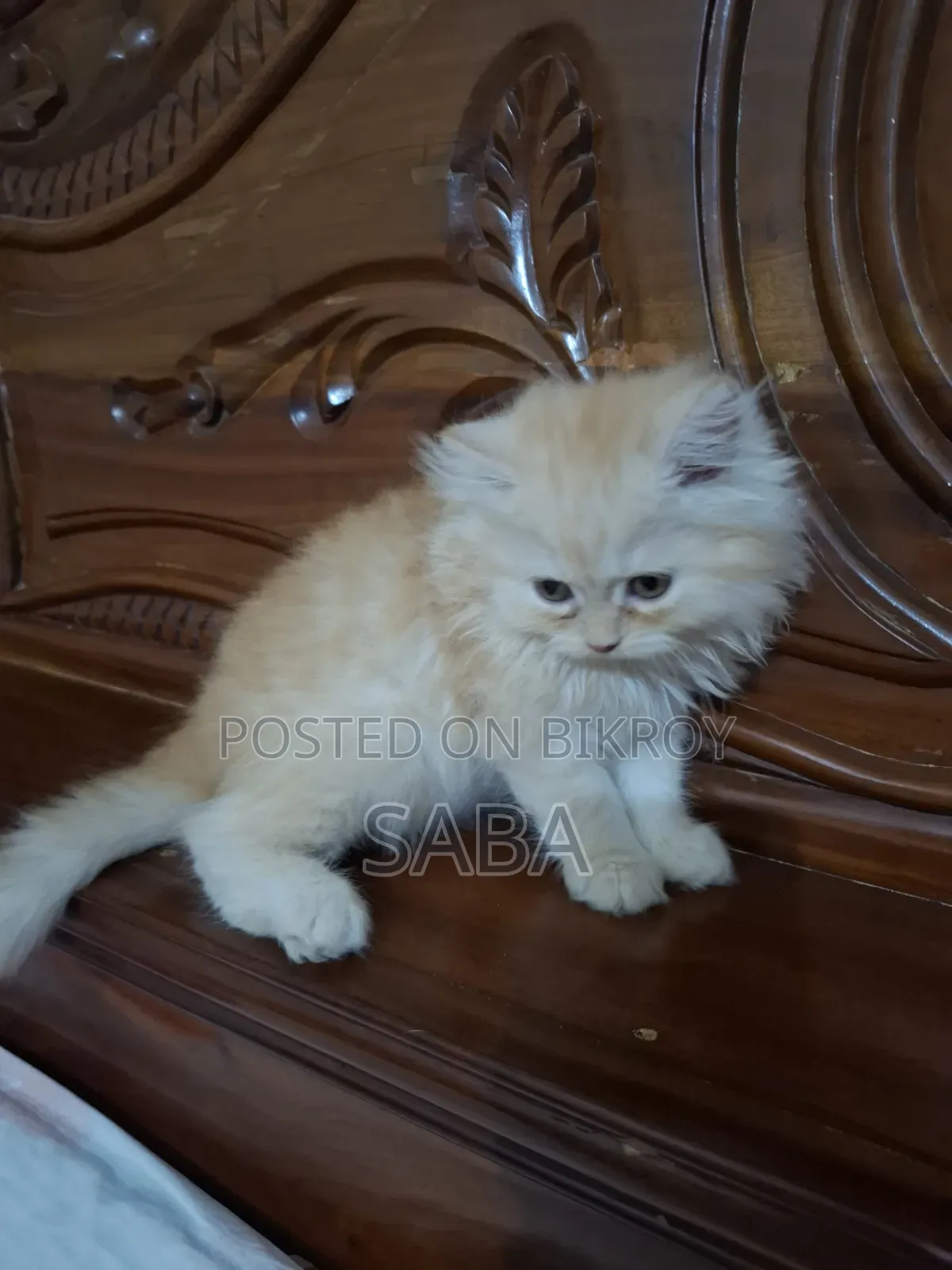 1-3 months Female Purebred Persian