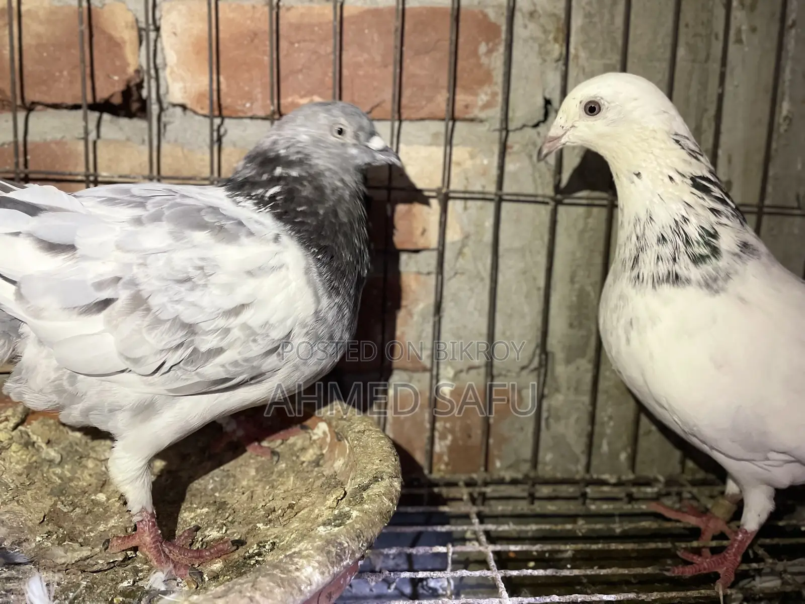 Pigeons for sale