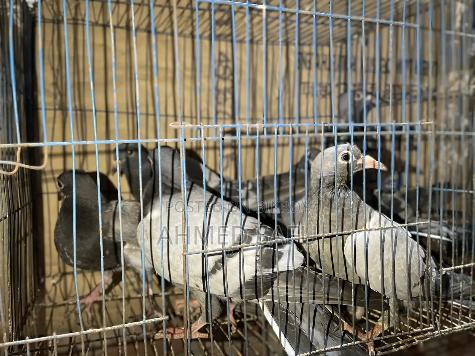 Pigeons for sale