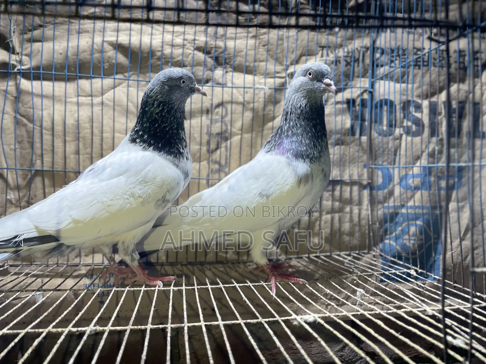 Pigeons for sale