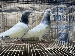 Pigeons for sale