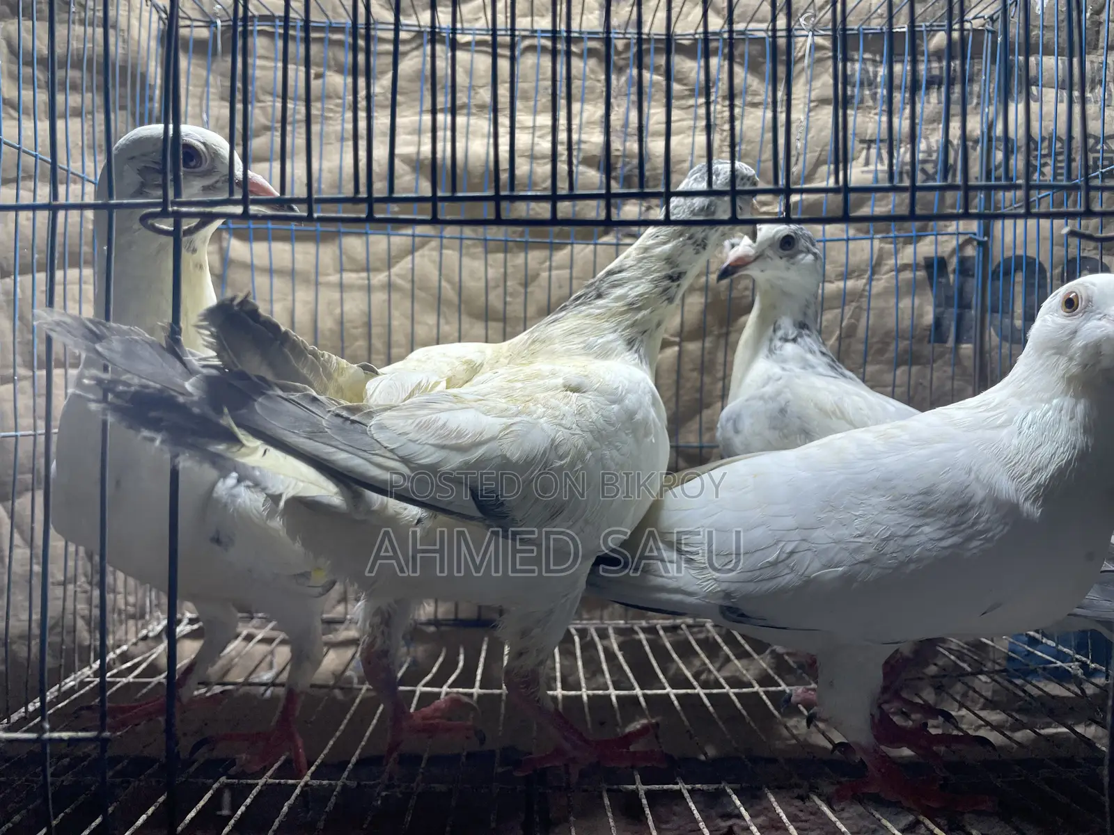 Pigeons for sale
