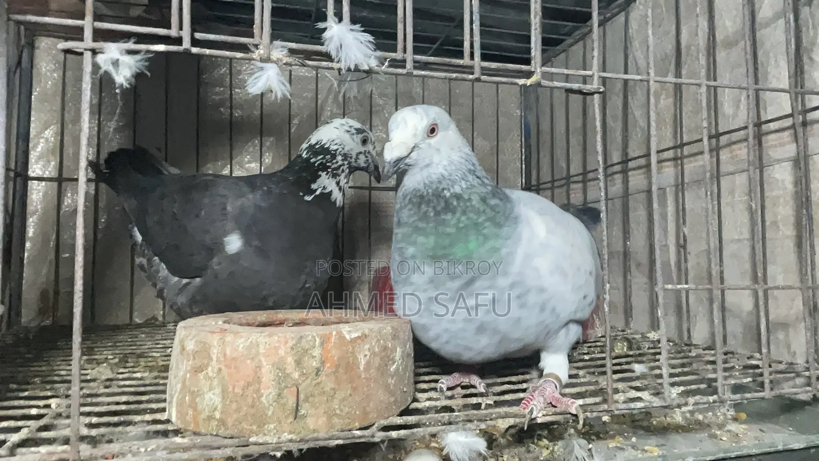 Pigeons for sale