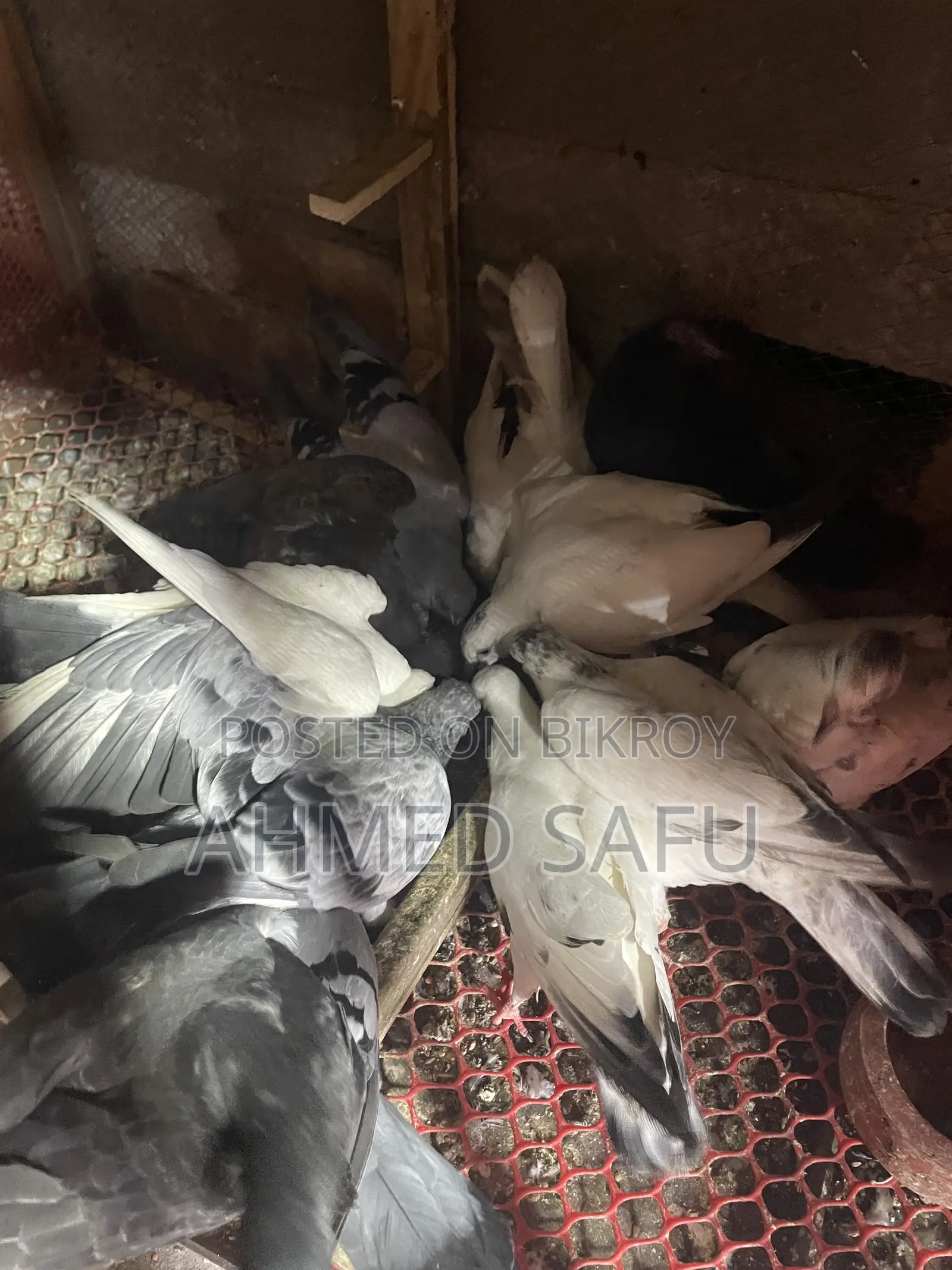Pigeons for sale