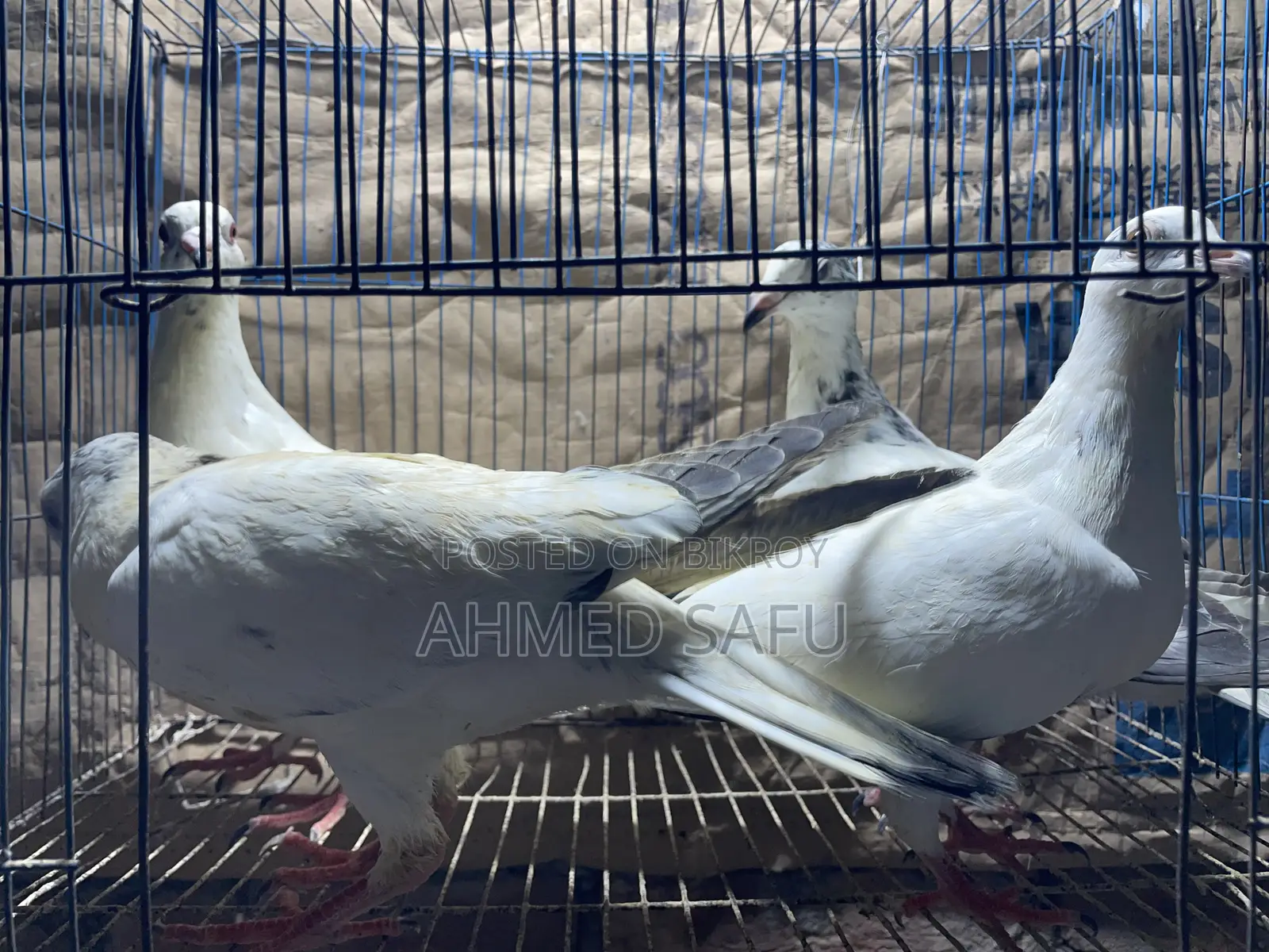 Pigeons for sale