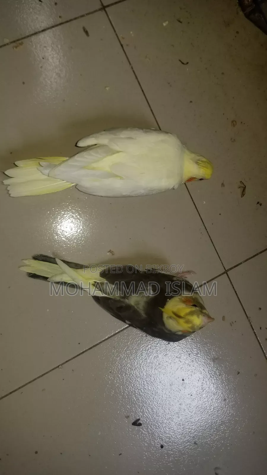 ককটেল বেবি পাওয়া যাচ্ছে