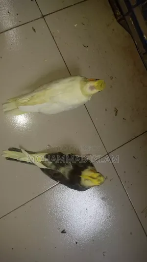 ককটেল বেবি পাওয়া যাচ্ছে
