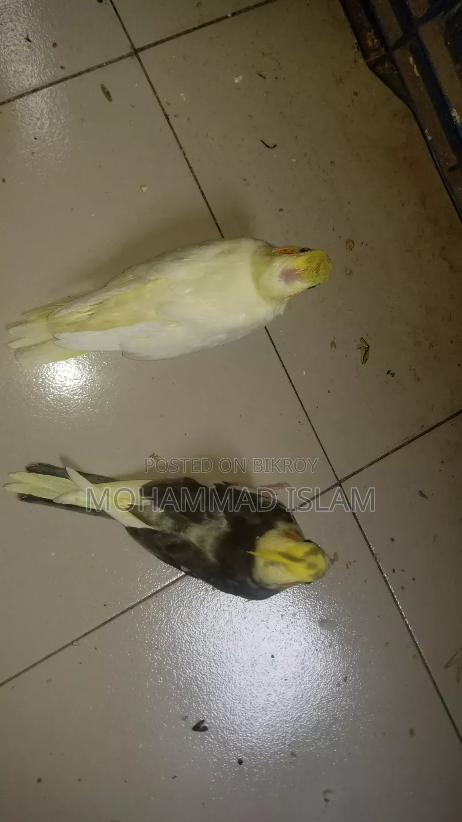ককটেল বেবি পাওয়া যাচ্ছে