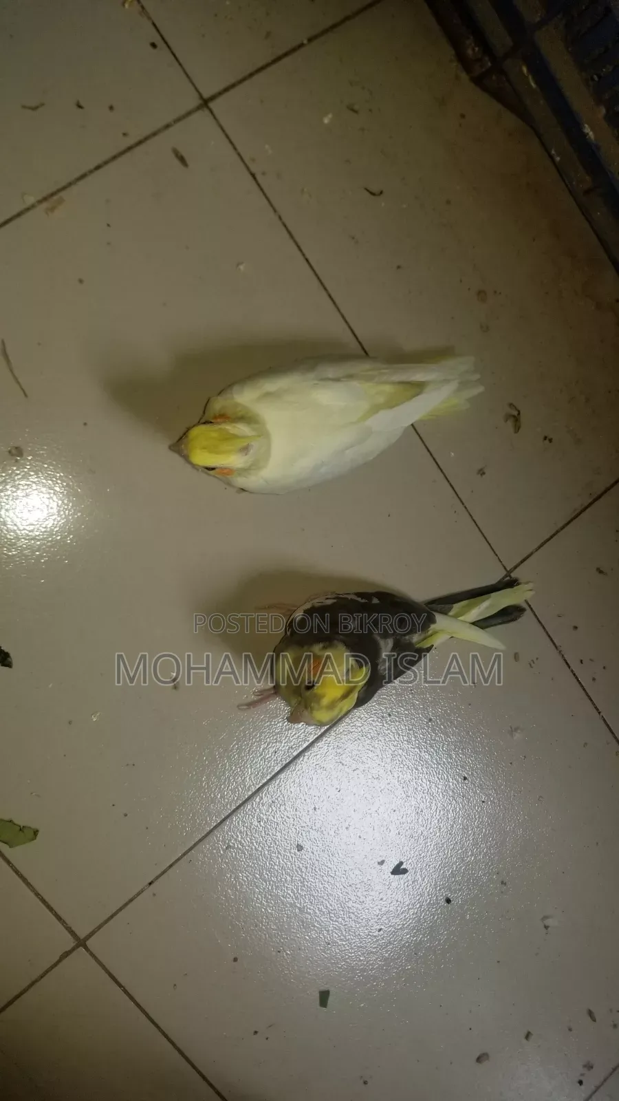 ককটেল বেবি পাওয়া যাচ্ছে
