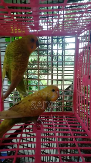 স্প্যান্জেল বাজরিগার