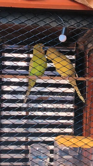 Birds for sale