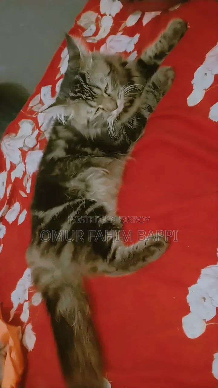 1+ Year Male Purebred Persian Cat