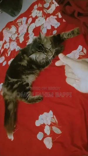 1+ Year Male Purebred Persian Cat