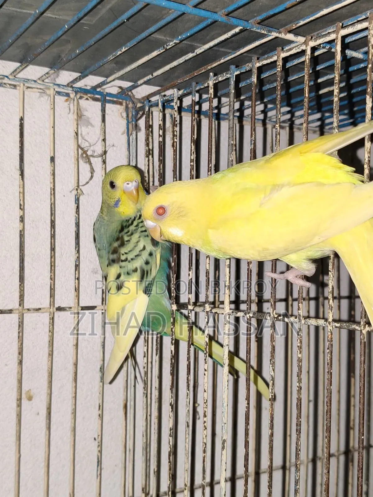 একজোড়া বাজরিকা পাখি।