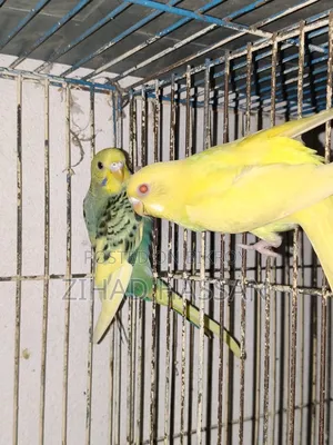 একজোড়া বাজরিকা পাখি।