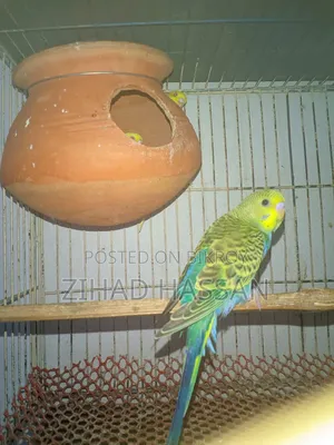 একজোড়া বাজরিকা পাখি।