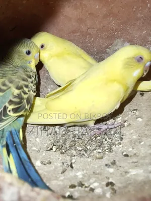 একজোড়া বাজরিকা পাখি।