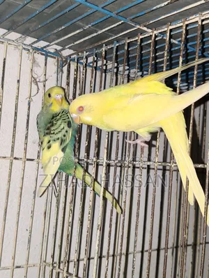একজোড়া বাজরিকা পাখি।