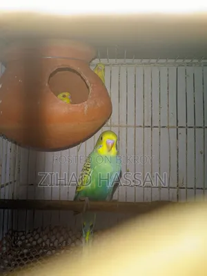 একজোড়া বাজরিকা পাখি।