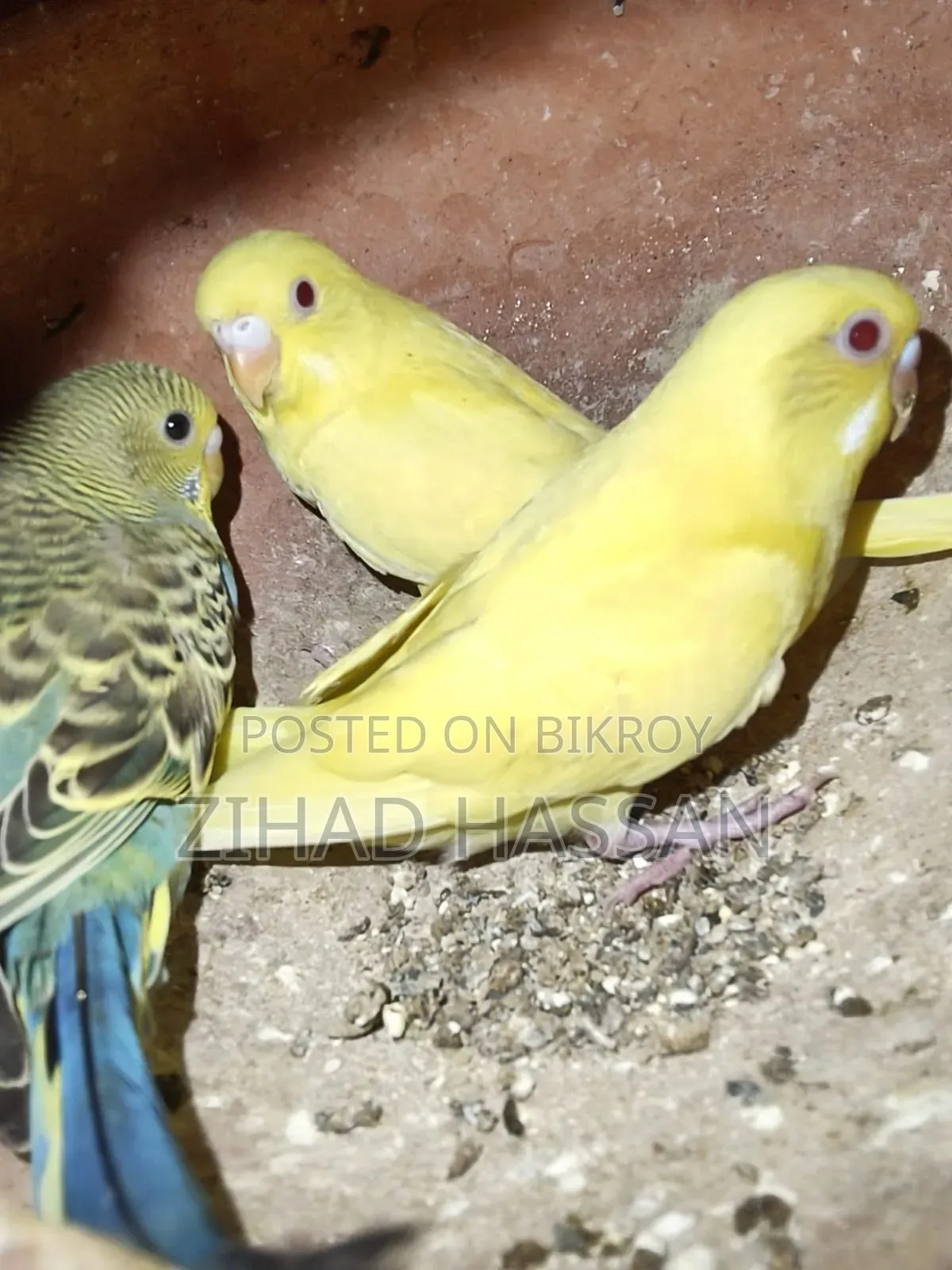 একজোড়া বাজরিকা পাখি।