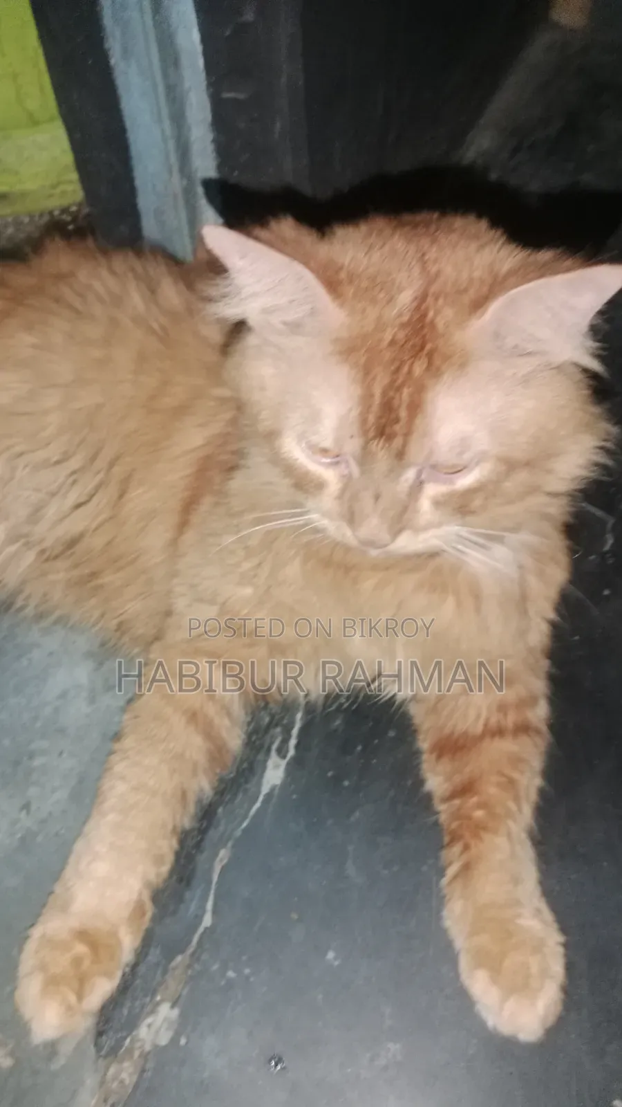 6-12 Months Male Mixed Breed Persian
