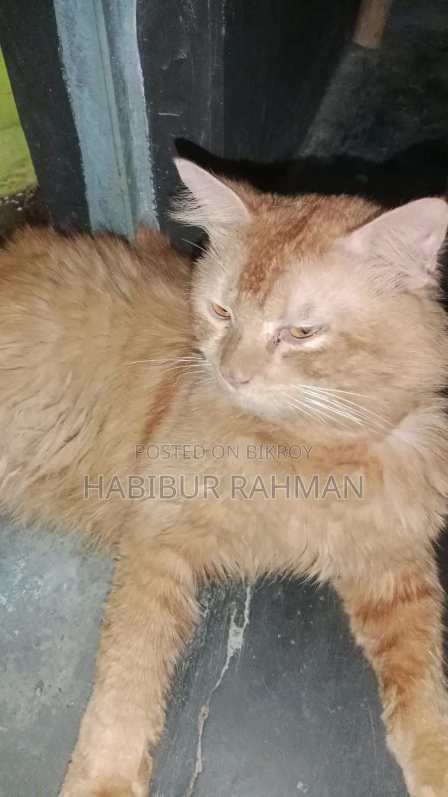 6-12 Months Male Mixed Breed Persian