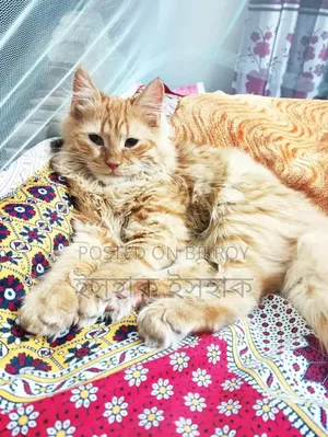 3-6 Months Male Purebred Persian Cat