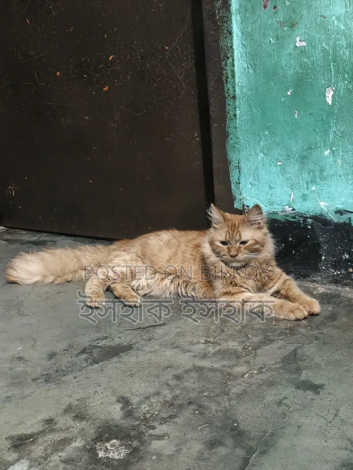 3-6 Months Male Purebred Persian Cat