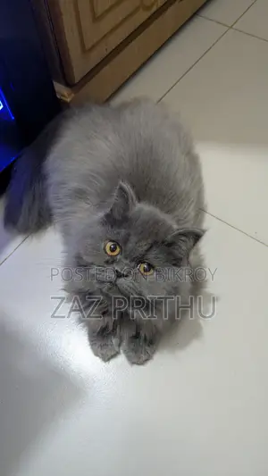 6-12 Months Male Purebred Persian
