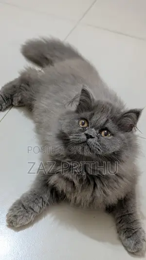 6-12 Months Male Purebred Persian