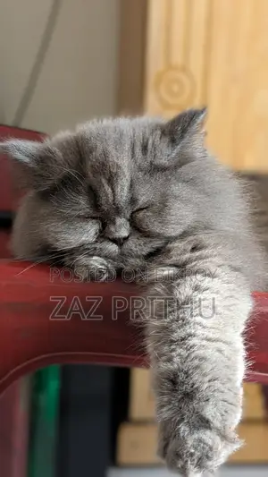 6-12 Months Male Purebred Persian