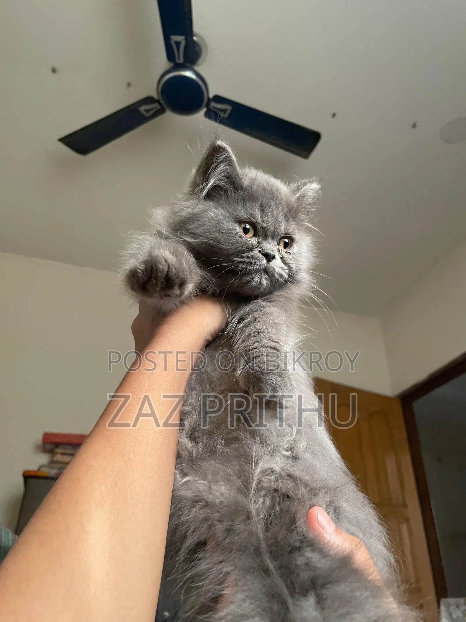 6-12 Months Male Purebred Persian