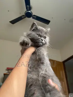 6-12 Months Male Purebred Persian