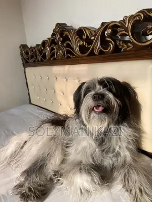 1+ year Male Purebred Lhasa Apso