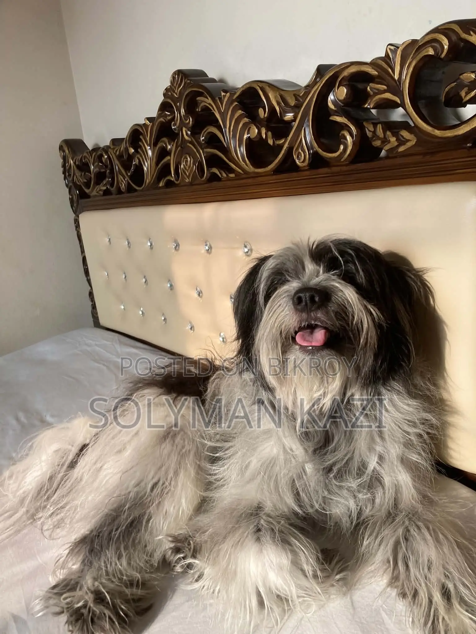 1+ year Male Purebred Lhasa Apso