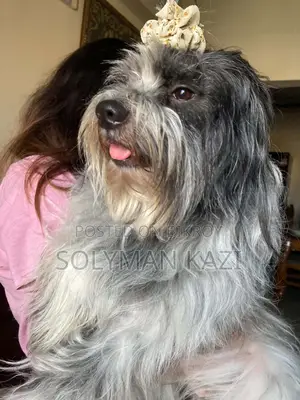 1+ year Male Purebred Lhasa Apso