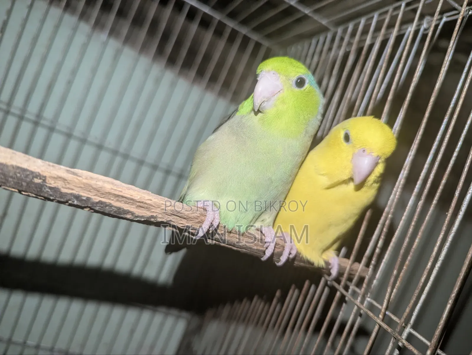 Forpus Bird