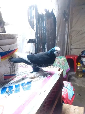 Rajgula Pigeon