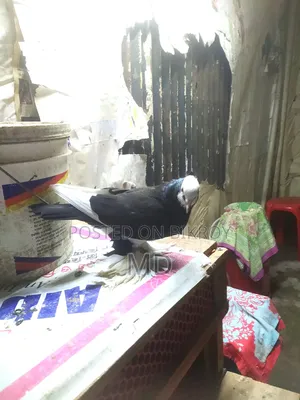 Rajgula Pigeon