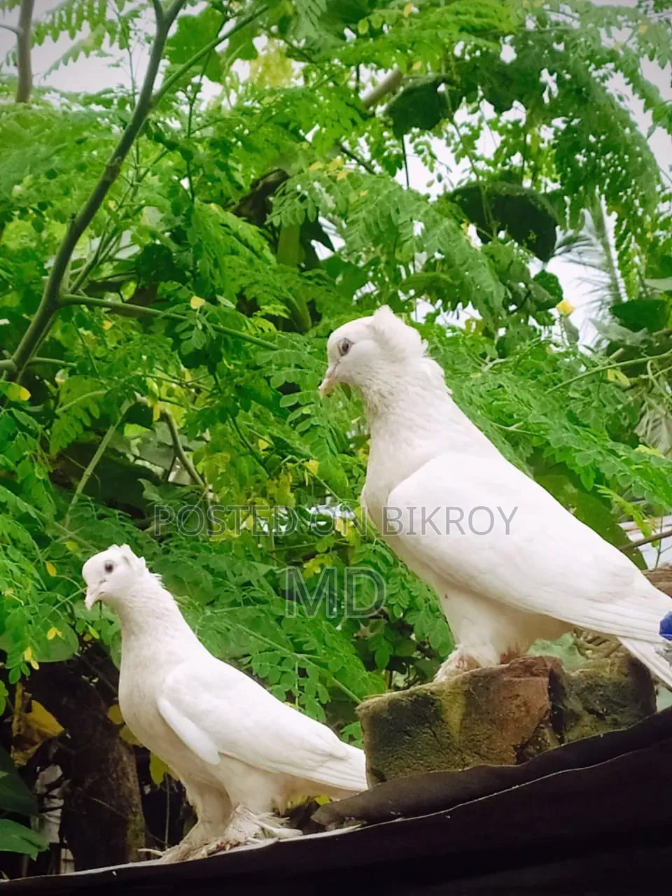 Rajgula Pigeon